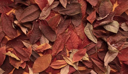 Autum Outlook